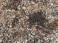 Oreotragus oreotragus