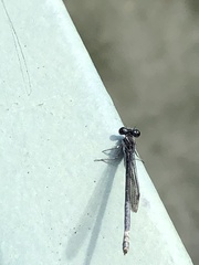 Argia translata