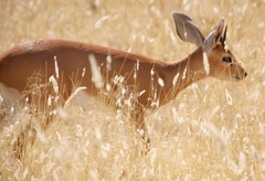 Raphicerus campestris