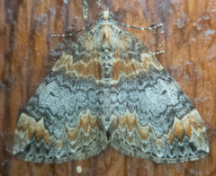 Dysstroma hersiliata