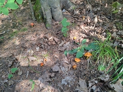 Hygrocybe acutoconica