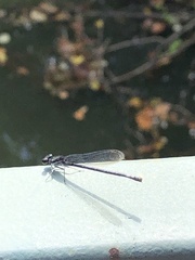 Argia translata