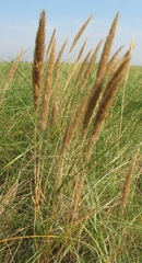 Ammophila arenaria