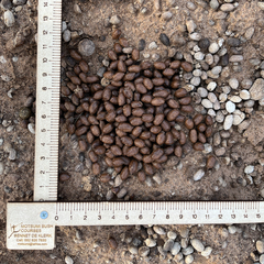 Oreotragus oreotragus