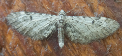Eupithecia