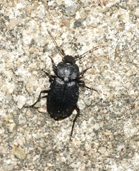 Licinus silphoides