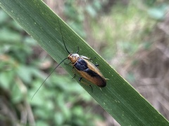 Pseudophyllodromiinae
