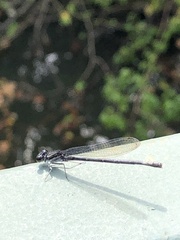 Argia translata