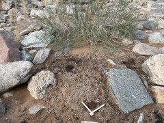 Oreotragus oreotragus