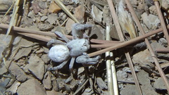 Stegodyphus pacificus