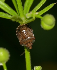 Dyroderes umbraculatus