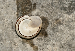 Pseudotachea splendida