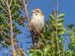 Chondestes grammacus