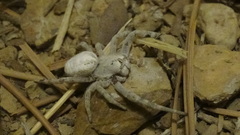 Stegodyphus pacificus