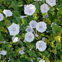 Jacquemontia pringlei