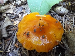 Hygrocybe acutoconica