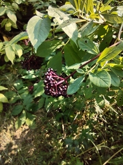Sambucus racemosa melanocarpa