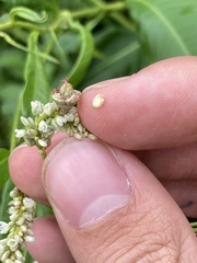 Melanopsichium pennsylvanicum