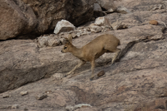Oreotragus oreotragus tyleri