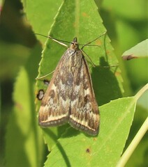 Loxostege sticticalis