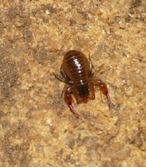 Pseudoscorpiones