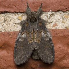 Peridea angulosa
