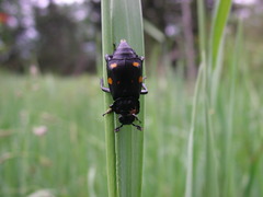 Nicrophorus