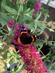 Vanessa atalanta