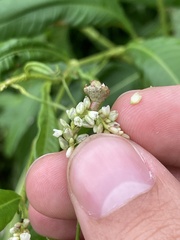 Melanopsichium pennsylvanicum