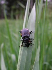 Nicrophorus