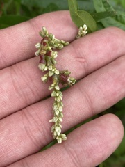 Melanopsichium pennsylvanicum