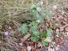 Geranium pyrenaicum