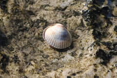 Macoma balthica