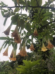 Brugmansia