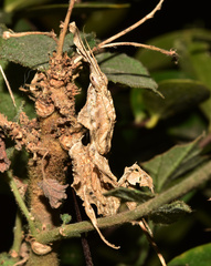 Phyllocrania