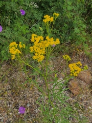 Hymenothrix wislizeni