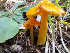 Hygrocybe acutoconica