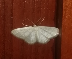 Idaea subsericeata