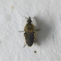 Ceratopogonidae