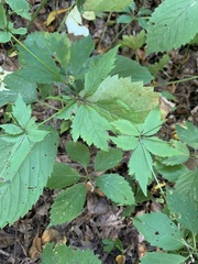 Anemonastrum canadense