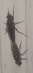 Ozodiceromyia