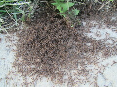 Tetramorium
