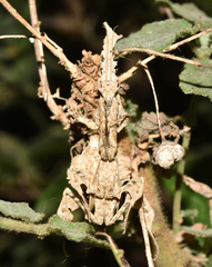 Phyllocrania