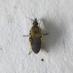 Ceratopogonidae