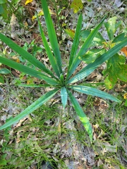 Yucca flaccida