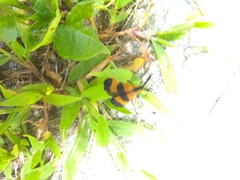 Calopteron