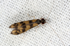 Mystacides longicornis
