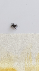 Hasarius adansoni