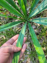 Yucca flaccida