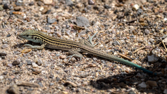 Aspidoscelis neomexicanus